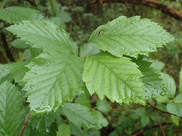 Sorbus laemmerbergensis \ L�mmerberg-Mehlbeere / Laemmerberg Whitebeam, D Hardheim-Schweinberg 11.6.2016