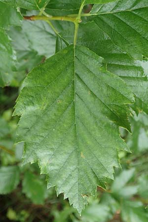 Sorbus laemmerbergensis \ L�mmerberg-Mehlbeere / Laemmerberg Whitebeam, D Hardheim-Schweinberg 11.6.2016