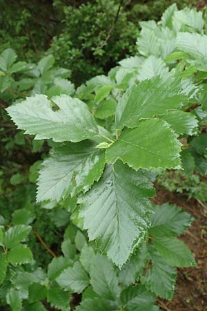 Sorbus laemmerbergensis \ L�mmerberg-Mehlbeere / Laemmerberg Whitebeam, D Hardheim-Schweinberg 11.6.2016