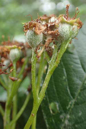 Sorbus laemmerbergensis \ L�mmerberg-Mehlbeere / Laemmerberg Whitebeam, D Hardheim-Schweinberg 11.6.2016