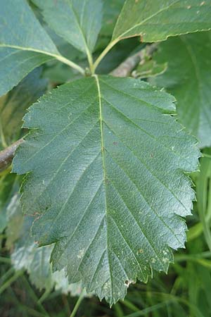 Sorbus lonetalensis \ Lonetal-Mehlbeere / Lonetal Whitebeam, D Lonetal bei/near Bissingen 28.6.2016