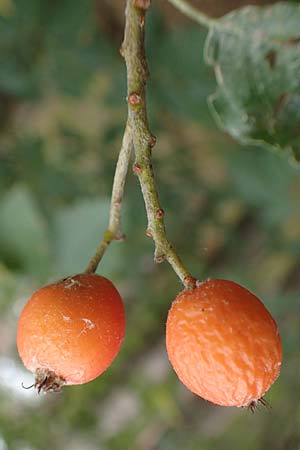 Sorbus laemmerbergensis \ L�mmerberg-Mehlbeere / Laemmerberg Whitebeam, D Hardheim-Schweinberg 2.10.2016