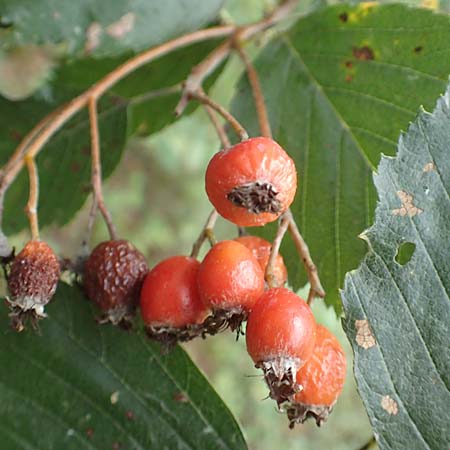 Sorbus laemmerbergensis \ L�mmerberg-Mehlbeere / Laemmerberg Whitebeam, D Hardheim-Schweinberg 2.10.2016