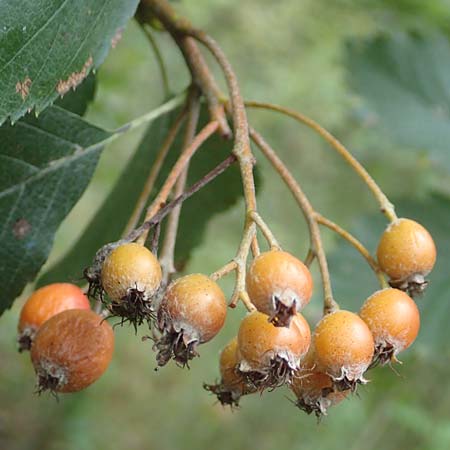 Sorbus laemmerbergensis \ L�mmerberg-Mehlbeere / Laemmerberg Whitebeam, D Hardheim-Schweinberg 2.10.2016