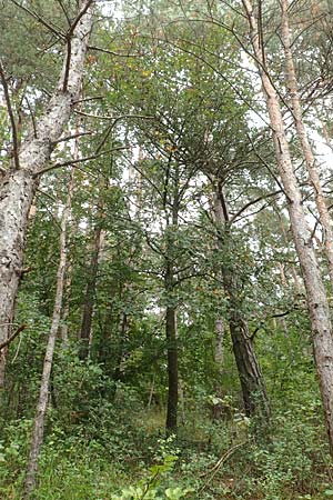 Sorbus laemmerbergensis \ L�mmerberg-Mehlbeere / Laemmerberg Whitebeam, D Hardheim-Schweinberg 2.10.2016