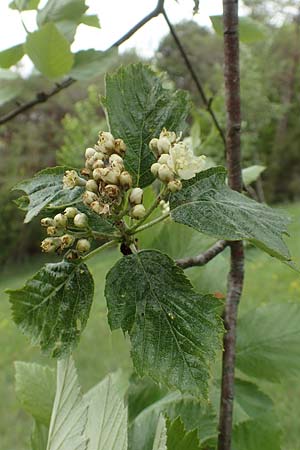 Sorbus laemmerbergensis \ L�mmerberg-Mehlbeere / Laemmerberg Whitebeam, D Hardheim-Schweinberg 20.5.2017