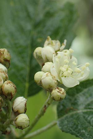 Sorbus laemmerbergensis \ L�mmerberg-Mehlbeere / Laemmerberg Whitebeam, D Hardheim-Schweinberg 20.5.2017