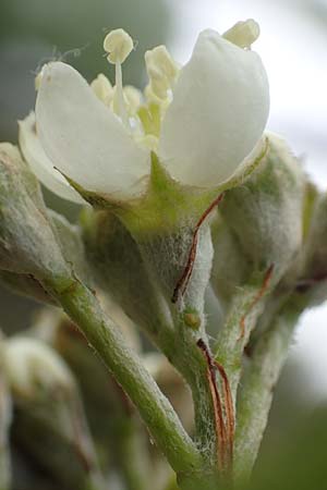 Sorbus laemmerbergensis \ L�mmerberg-Mehlbeere / Laemmerberg Whitebeam, D Hardheim-Schweinberg 20.5.2017