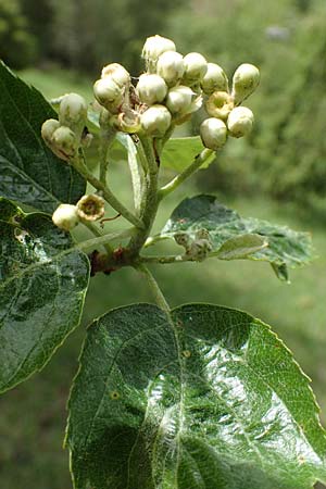 Sorbus laemmerbergensis \ L�mmerberg-Mehlbeere / Laemmerberg Whitebeam, D Hardheim-Schweinberg 20.5.2017