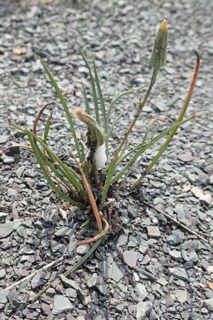 Scorzonera laciniata \ Schlitzbl�ttrige Schwarzwurzel / Cutleaf Viper's Grass, D Gerolzhofen-Sulzheim 17.5.2018