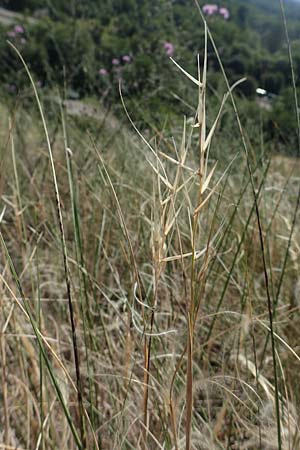 Stipa eriocaulis subsp. eriocaulis \ Zierliches Federgras / Downy Feather-Grass, D Istein 19.6.2008