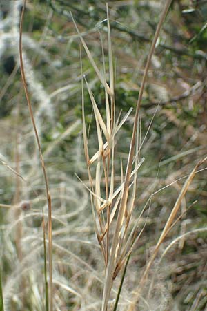 Stipa eriocaulis subsp. eriocaulis \ Zierliches Federgras / Downy Feather-Grass, D Istein 19.6.2008
