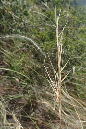 Stipa eriocaulis subsp. eriocaulis \ Zierliches Federgras / Downy Feather-Grass, D Istein 19.6.2008