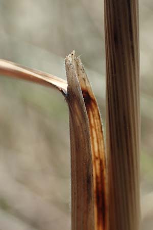 Stipa eriocaulis subsp. eriocaulis \ Zierliches Federgras / Downy Feather-Grass, D Istein 19.6.2008