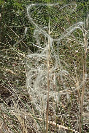 Stipa eriocaulis subsp. eriocaulis \ Zierliches Federgras / Downy Feather-Grass, D Istein 19.6.2008