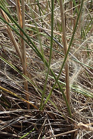 Stipa eriocaulis subsp. eriocaulis \ Zierliches Federgras / Downy Feather-Grass, D Istein 19.6.2008