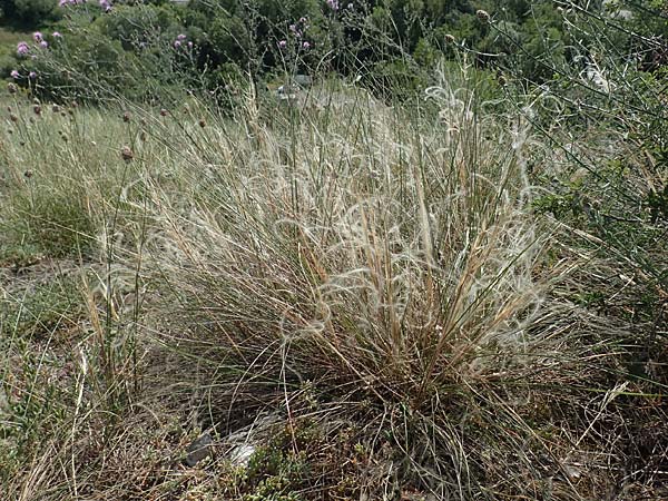 Stipa eriocaulis subsp. eriocaulis \ Zierliches Federgras / Downy Feather-Grass, D Istein 19.6.2008