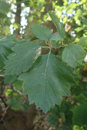 Sorbus latifolia s.l. \ Breitbl�ttrige Mehlbeere / Broad-Leaved European Mountain-Ash, D K&ouml;ln-Z&uuml;ndorf 22.8.2018