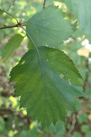Sorbus latifolia s.l. \ Breitbl�ttrige Mehlbeere / Broad-Leaved European Mountain-Ash, D K&ouml;ln-Z&uuml;ndorf 22.8.2018