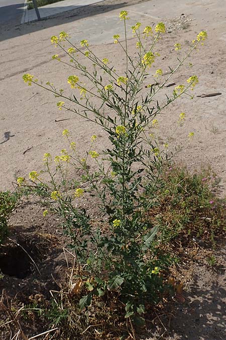 Sisymbrium loeselii \ Loesels Rauke, D Mannheim 10.5.2020