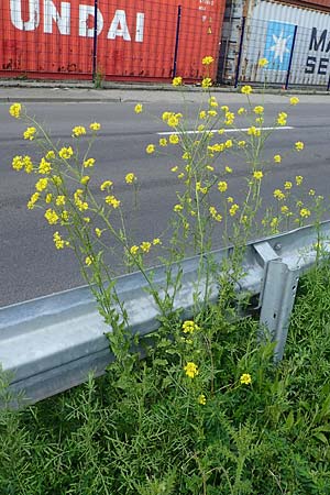 Sisymbrium loeselii \ Loesels Rauke, D Mannheim 22.5.2021