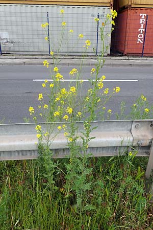 Sisymbrium loeselii, False London Rocket