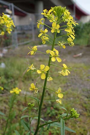 Sisymbrium loeselii \ Loesels Rauke, D Ludwigshafen 27.5.2021