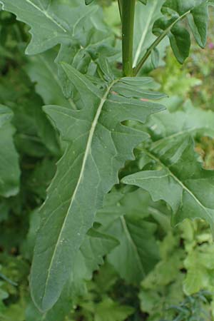 Sisymbrium loeselii \ Loesels Rauke, D Ludwigshafen 27.5.2021