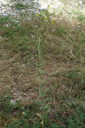 Sisymbrium loeselii \ Loesels Rauke, D Th&uuml;ringen, Bad Frankenhausen 8.6.2022