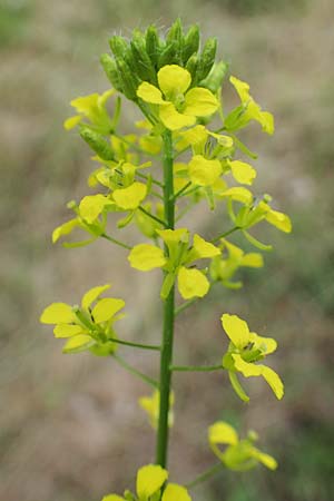 Sisymbrium loeselii \ Loesels Rauke, D Th&uuml;ringen, Bad Frankenhausen 8.6.2022