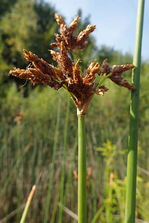 Schoenoplectus lacustris \ Gew�hnliche Teichsimse, Gr�ne Seebinse / Common Club-Rush, D Rheinstetten-Silberstreifen 23.7.2022