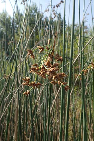 Schoenoplectus lacustris \ Gew�hnliche Teichsimse, Gr�ne Seebinse / Common Club-Rush, D Rheinstetten-Silberstreifen 23.7.2022