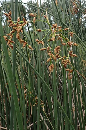 Schoenoplectus lacustris \ Gew�hnliche Teichsimse, Gr�ne Seebinse / Common Club-Rush, D R&ouml;merberg 23.7.2022
