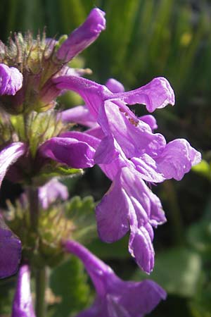 Betonica grandiflora \ Gro�bl�tige Betonie / Big Sage, D  23.6.2012