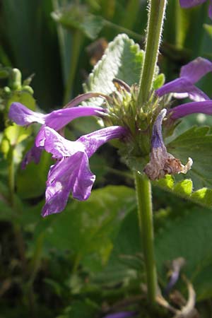 Betonica grandiflora \ Gro�bl�tige Betonie / Big Sage, D  23.6.2012