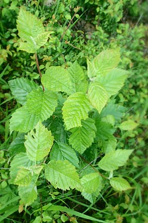 Sorbus meyeri \ Meyers Mehlbeere / Meyer's Whitebeam, D K&uuml;lsheim 4.6.2016