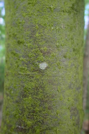 Sorbus meyeri \ Meyers Mehlbeere / Meyer's Whitebeam, D K&uuml;lsheim 4.6.2016