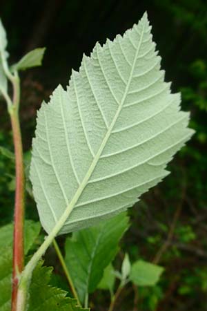 Sorbus meyeri \ Meyers Mehlbeere / Meyer's Whitebeam, D K&uuml;lsheim 4.6.2016
