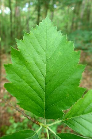 Sorbus meyeri, Meyer's Whitebeam