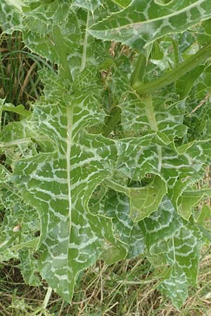 Silybum marianum / Milk Thistle, D Sandhausen 16.6.2016