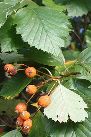 Sorbus meyeri \ Meyers Mehlbeere / Meyer's Whitebeam, D K&uuml;lsheim 2.10.2016