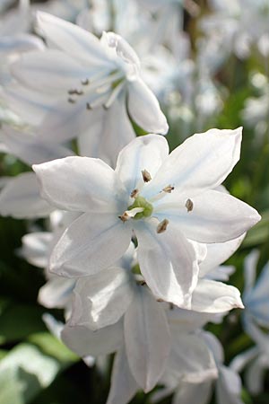 Scilla mischtschenkoana \ Persischer Blaustern, Kaukasische Sternhyazinthe / Early Scilla, White Squill, D Mannheim 11.3.2017