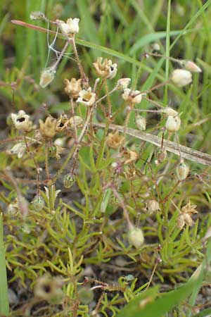 Spergula arvensis \ Acker-Sp�rgel / Corn Spurrey, D Dreieich 19.5.2019