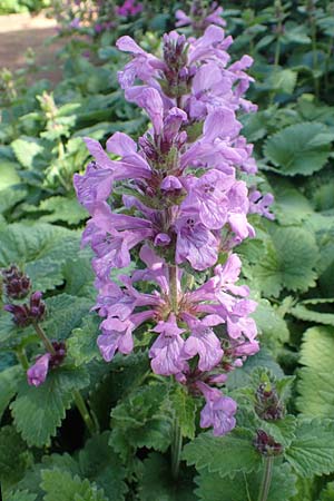 Stachys macrantha \ Gro�bl�tiger Ziest, Purpur-Ziest / Caucasus Woundwort, Betony Woundwort, D Botan. Gar. Krefeld 13.6.2019