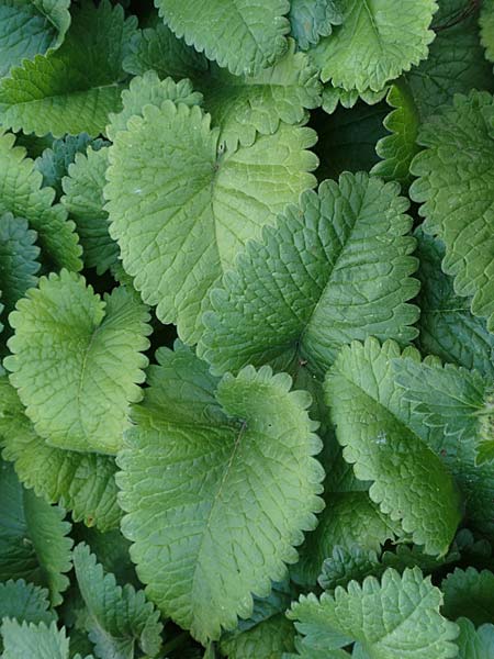Stachys macrantha \ Gro�bl�tiger Ziest, Purpur-Ziest / Caucasus Woundwort, Betony Woundwort, D Botan. Gar. Krefeld 13.6.2019