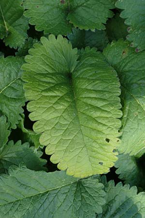 Stachys macrantha \ Gro�bl�tiger Ziest, Purpur-Ziest / Caucasus Woundwort, Betony Woundwort, D Botan. Gar. Krefeld 13.6.2019