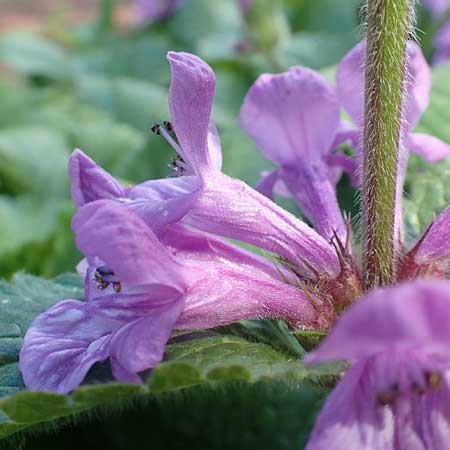 Stachys macrantha \ Gro�bl�tiger Ziest, Purpur-Ziest / Caucasus Woundwort, Betony Woundwort, D Botan. Gar. Krefeld 13.6.2019