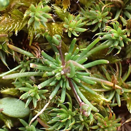 Spergula morisonii \ Fr�hlings-Sp�rgel / Pearlwort Spurrey, D Schwetzingen 14.3.2020