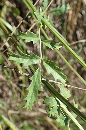 Sanguisorba minor subsp. balearica \ H�ckerfr�chtiger Wiesenknopf / Small Burnet, D Odenwald, M&ouml;rlenbach 24.6.2020