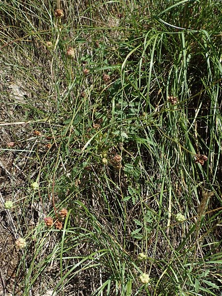 Sanguisorba minor subsp. balearica \ H�ckerfr�chtiger Wiesenknopf / Small Burnet, D Odenwald, M&ouml;rlenbach 24.6.2020